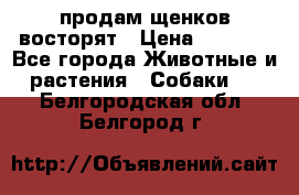 продам щенков восторят › Цена ­ 7 000 - Все города Животные и растения » Собаки   . Белгородская обл.,Белгород г.